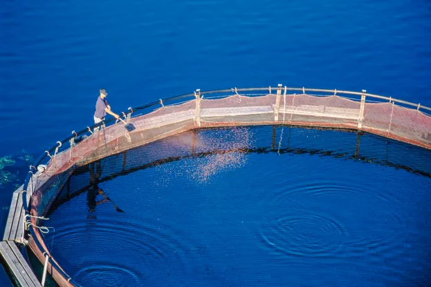 seafood_fish_farm_net