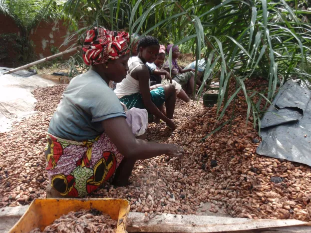 women_extracting_cocoa_beans