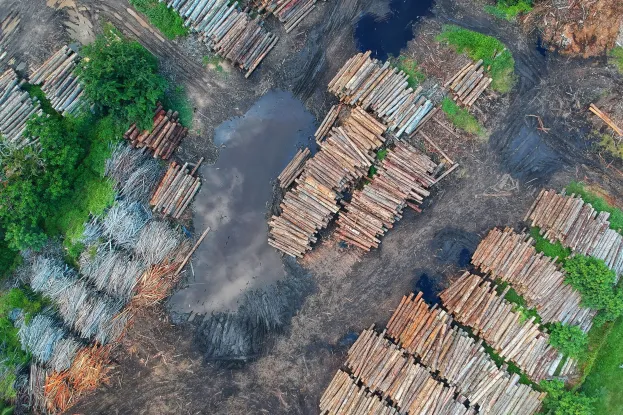 Deforestation_timber_wood_industry