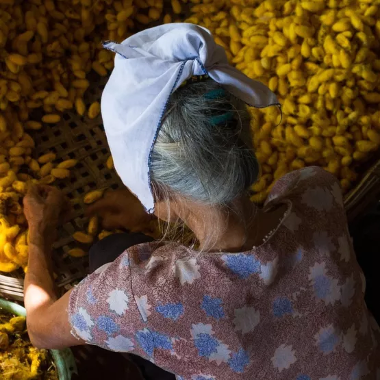 Women_working_pollen