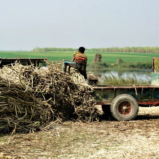 sugar_cane_farmer_tractor_south_asia