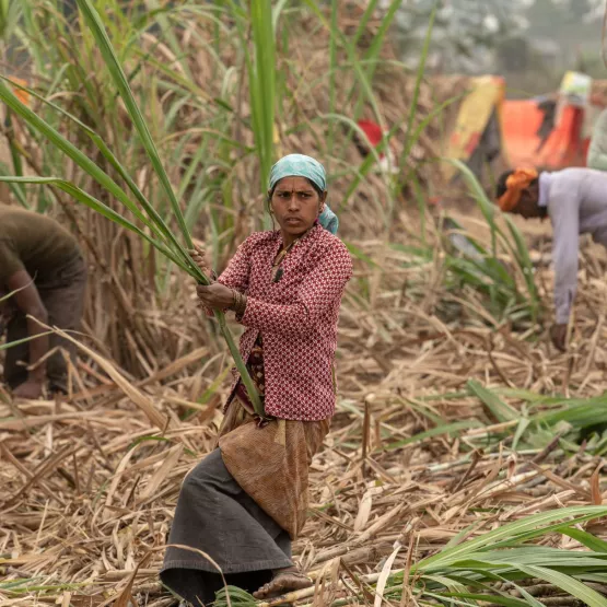 worker_sugarcane_fields_WEB