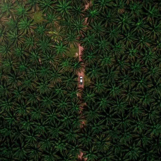 Aerial view of trees and a river