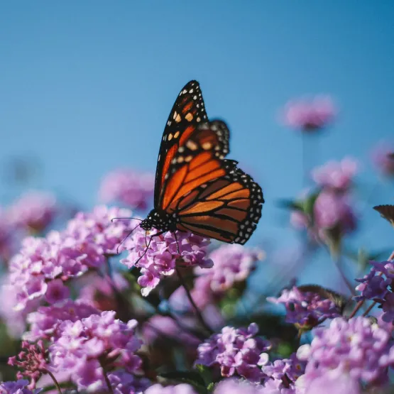 butterfly_flower_nature