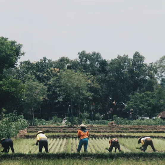 people working on the field