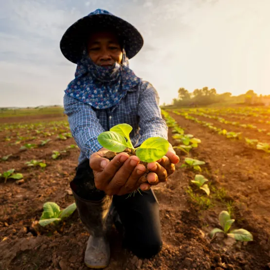 Hands-of-farmer-planting-the-seedlings-into-the-soil