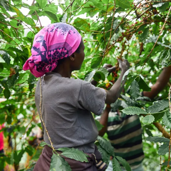 Afrikan-worker-gathering-coffee-beans