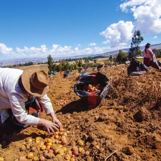 Farmers-havesting-potatoes
