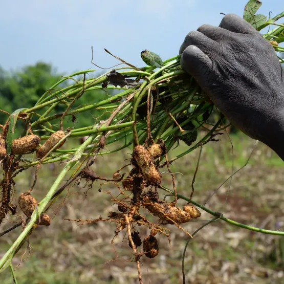 Ground-nut-plant-from-the-field-in-Africa-Keny