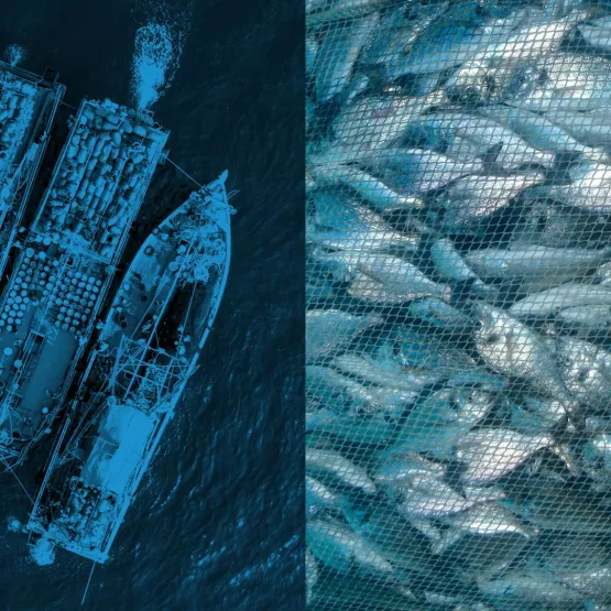 Seafood-companies-ships-and-fish