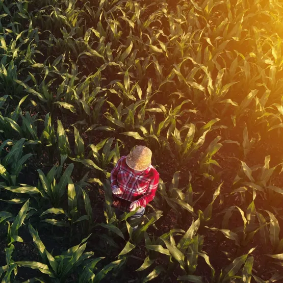 View-of-farmer-in-field-of-maize