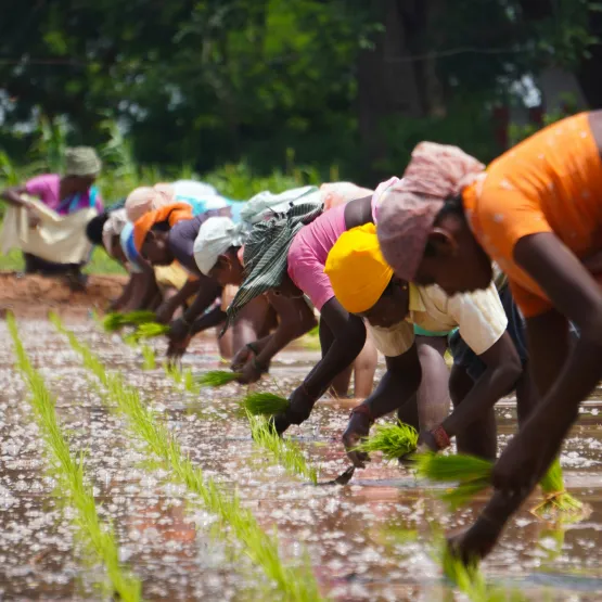 A group of small scale women farmers working on a farm