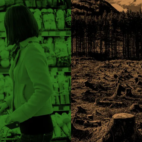 food-and-agriculture-supermarket-deforestation