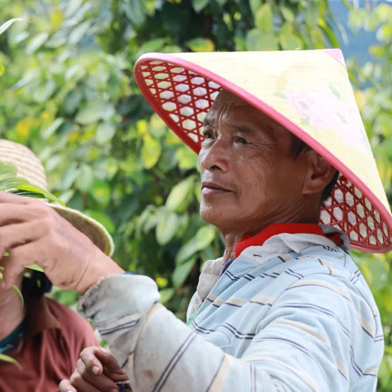 indonesian-man-picking-fruit-destroyed-forest