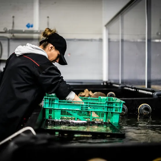 women-sorting-fish
