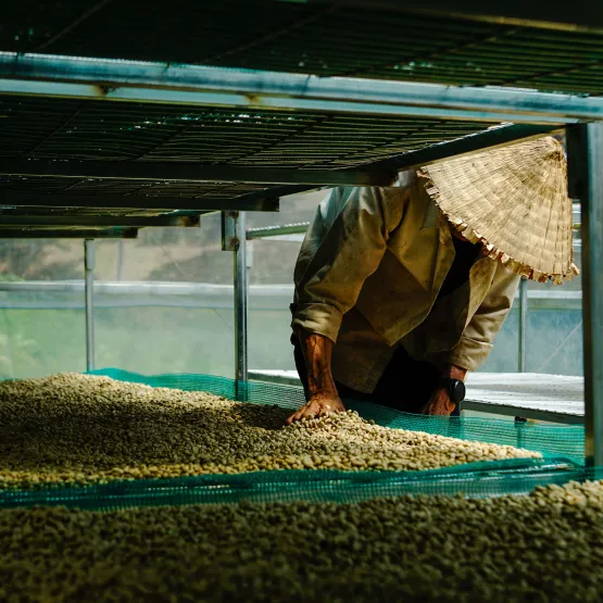 coffee-bean-drying-farmer-vietnam