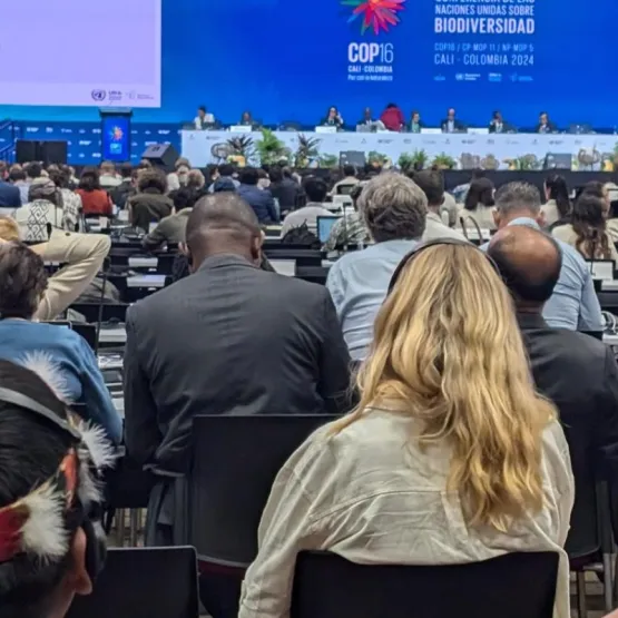 Cross section of participants at COP16