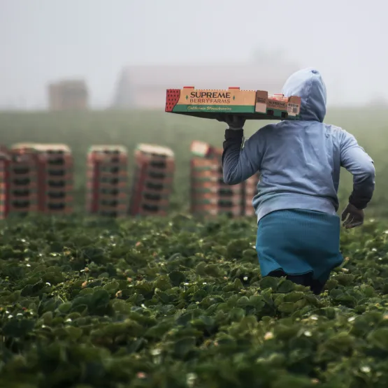 Field workers picking strawberries in California