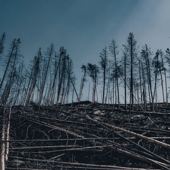 trees_cutting