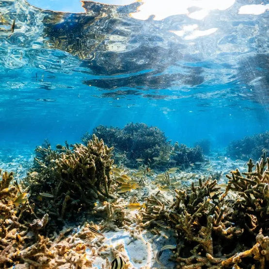 sea_ocean_coral_underwater