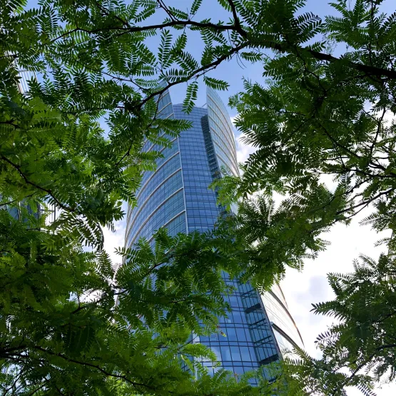 building-foliage-green-financial-district