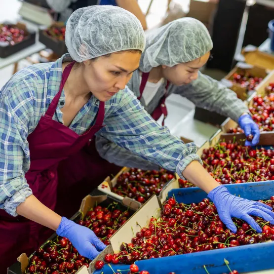 White women sorting cherries