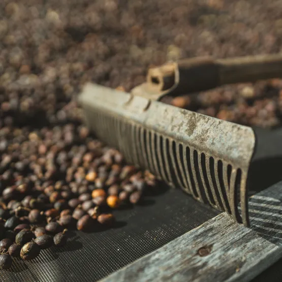 coffe-beans-harvesting