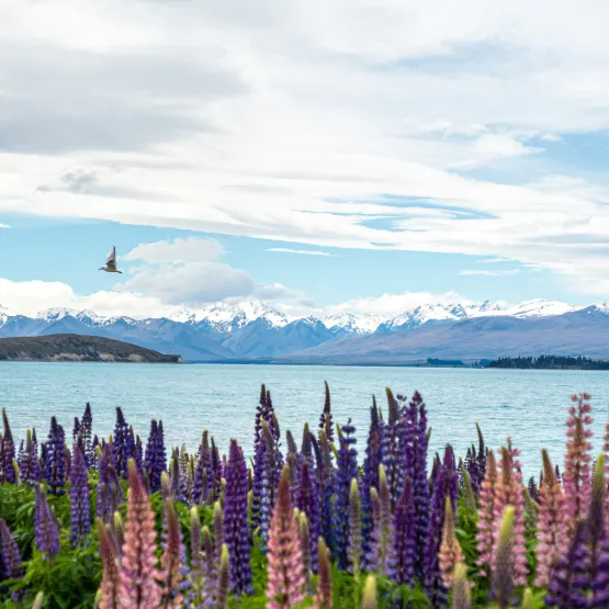 lupin field new zealand