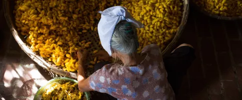 Women_working_pollen