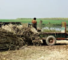sugar_cane_farmer_tractor_south_asia