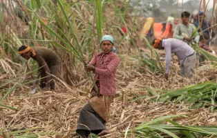 worker_sugarcane_fields_WEB