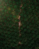 Aerial view of trees and a river