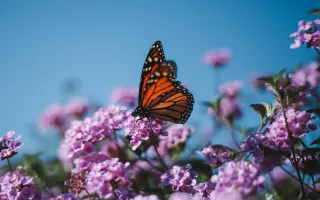 butterfly_flower_nature