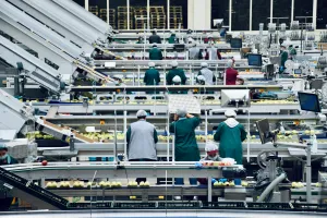 Workers inside an apple processing factory in northern Italy