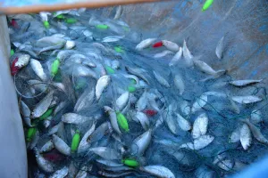 fish-net-fishing-vessel