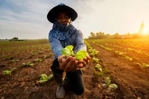 Hands-of-farmer-planting-the-seedlings-into-the-soil