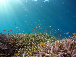 Ocean-underwater-fish-coral