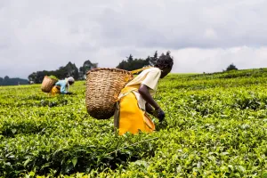 Farmer-Image-Food-Benchmark-scaled