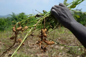 Ground-nut-plant-from-the-field-in-Africa-Keny