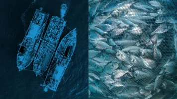 Seafood-companies-ships-and-fish