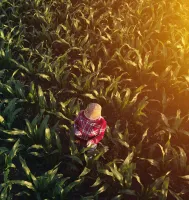 View-of-farmer-in-field-of-maize