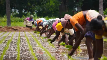 A group of small scale women farmers working on a farm
