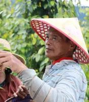 indonesian-man-picking-fruit-destroyed-forest