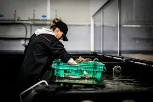 women-sorting-fish