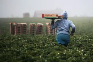 Field workers picking strawberries in California