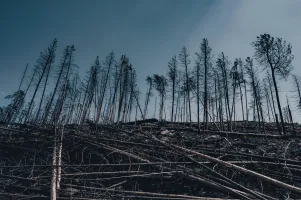 trees_cutting