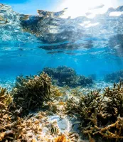 sea_ocean_coral_underwater