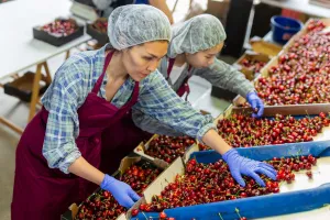 White women sorting cherries