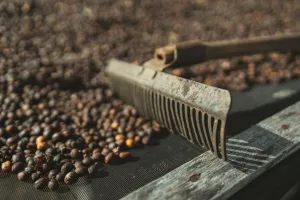 coffe-beans-harvesting