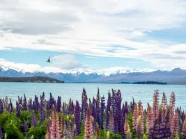lupin field new zealand